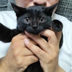黒猫　オス　4ヶ月の画像