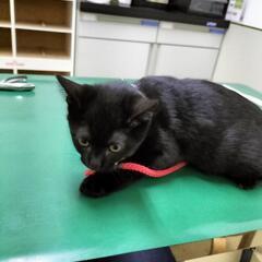 黒猫　オス　4ヶ月 − 兵庫県