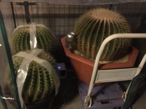 サボテンの王様　金鯱　各サイズあります