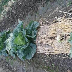 家庭菜園　野菜作り　肥料　マルチ　稲わら　藁　ワラ　しめ縄　クリ...