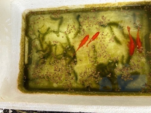 金魚4匹 浮草 た 坊 宮内串戸のその他の中古あげます 譲ります ジモティーで不用品の処分