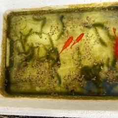 金魚4匹+浮草