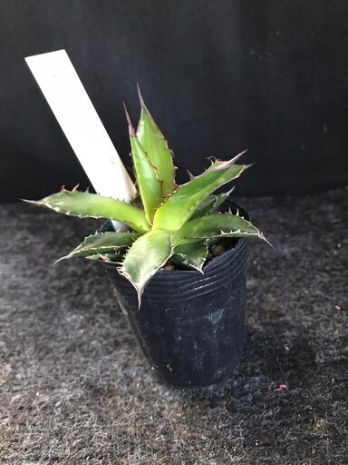 アガベ　ホリダ