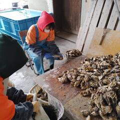 短期集中即日採用、1/7(金)～2月末、牡蠣の選別、削り作業