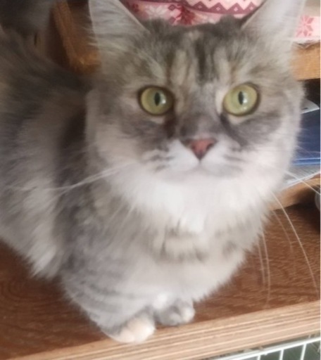 成猫のふわふわの短足マンチカンの里親募集再投稿します 長い目で見てくれる方お願い致します リスザルのモモ 新伊勢崎の猫の里親募集 ジモティー