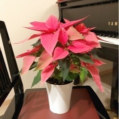 観葉植物　ポインセチア　37cm　4号鉢付き　クリスマス特別価格☆