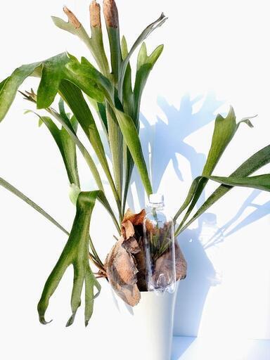 希少 コウモリラン ビカクシダ ネザーランド 大株 観葉植物 D0x0bm 柏森のその他の中古あげます 譲ります ジモティーで不用品の処分