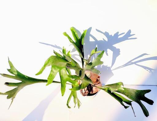 希少 コウモリラン ビカクシダ ネザーランド 大株 観葉植物 D0x0bm 柏森のその他の中古あげます 譲ります ジモティーで不用品の処分