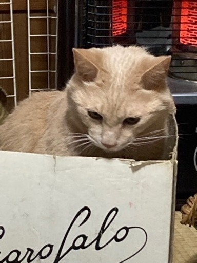 母が亡くなり 飼っていた猫達の里親探してます Misya 泉中央の猫の里親募集 ジモティー 母が亡くなり 飼っていた猫達の里親探してます Misya 泉中央の猫の里親募集 ジモティー