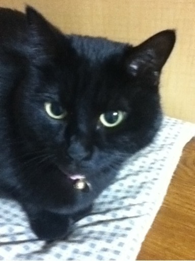 母が亡くなり 飼っていた猫達の里親探してます Misya 泉中央の猫の里親募集 ジモティー 母が亡くなり 飼っていた猫達の里親探してます Misya 泉中央の猫の里親募集 ジモティー