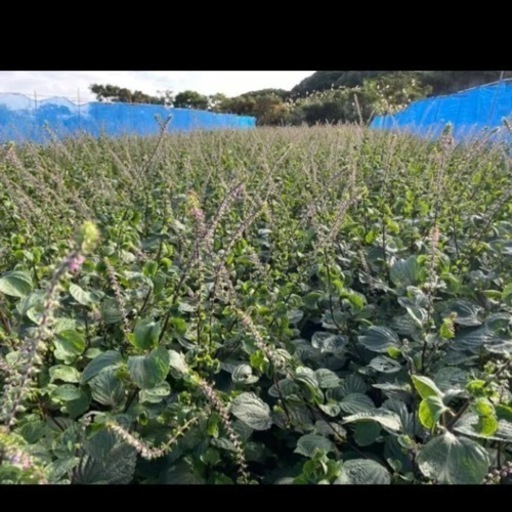 今年初物 沖縄産穂しそシソ1キロ 098farm 奥武山公園の食品の中古あげます 譲ります ジモティーで不用品の処分