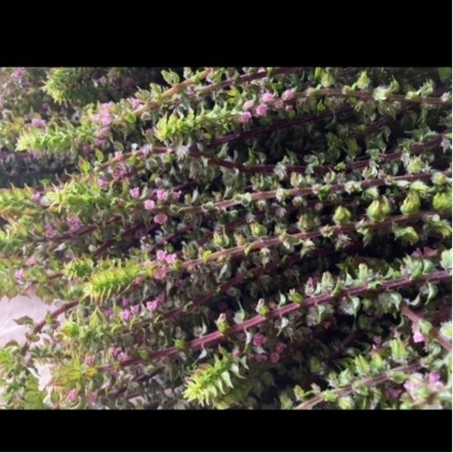 今年初物 沖縄産穂しそシソ1キロ 098farm 奥武山公園の食品の中古あげます 譲ります ジモティーで不用品の処分