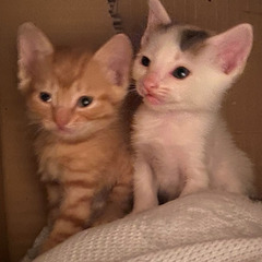 子猫3匹（恐らく生後1カ月ほど）里親募集