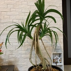 タコの木　鉢植え　鉢底から90センチ位