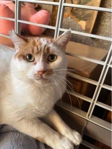 可愛い成猫ちゃんを助けて下さい 凄く大人しいので飼いやすい子だと思います 優しい里親さん宜しくお願い致します リスザルのモモ 新伊勢崎の猫の里親募集 ジモティー