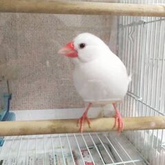 手乗り文鳥です♪