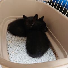生後1ヶ月の黒子猫 - 藤枝市