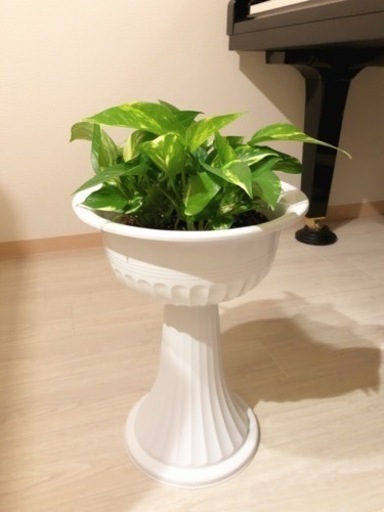 観葉植物ゴールデン ポトス55cmおしゃれな10号の鉢付き Shun植物と暮らす 小竹向原の家庭用品 ガーデニング の中古あげます 譲ります ジモティーで不用品の処分