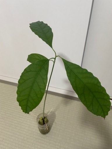 お取引中 アボカド 苗木 観葉植物 Y Kubo 東浦和のその他の中古あげます 譲ります ジモティーで不用品の処分