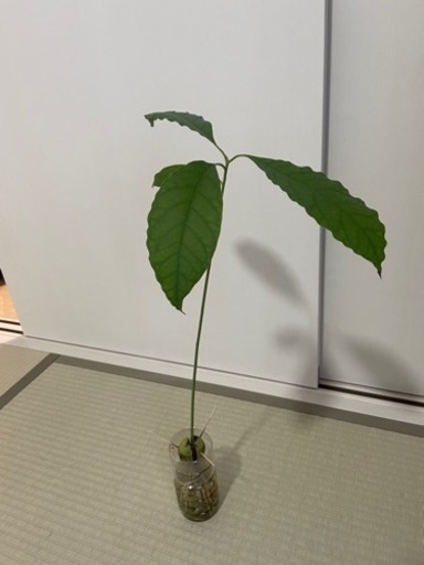お取引中 アボカド 苗木 観葉植物 Y Kubo 東浦和のその他の中古あげます 譲ります ジモティーで不用品の処分