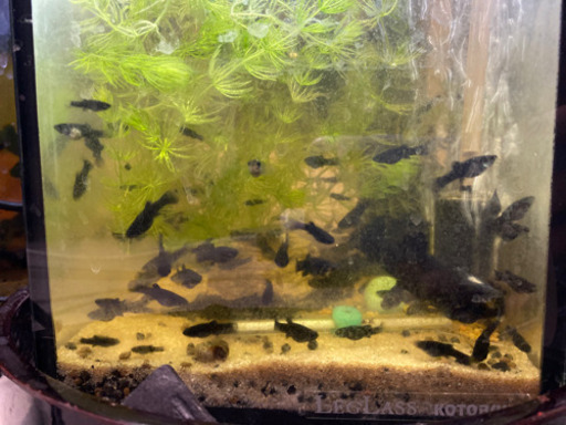 水槽セット付き ブラックモーリー 赤ちゃん 30匹程度 熱帯魚 観賞魚 Regalo 練馬のその他の中古あげます 譲ります ジモティーで不用品の処分