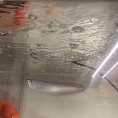 ブラックアロワナ 20センチ キレイです 水槽 プレコ