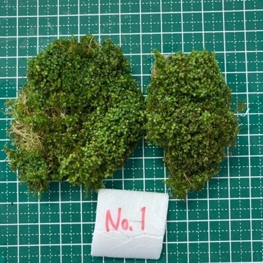 キューバパールグラス水中葉 杜のメダカ 南仙台のその他の中古あげます 譲ります ジモティーで不用品の処分 キューバパールグラス水中葉 杜のメダカ 南仙台のその他の中古あげます 譲ります ジモティーで不用品の処分