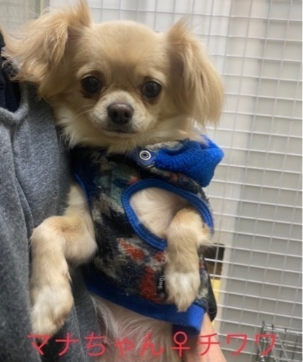 男性が苦手なチワックス 推定3歳 Tera 大田のチワワの里親募集 ジモティー 男性が苦手なチワックス 推定3歳 Tera 大田のチワワの里親募集 ジモティー