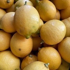 お相手が決まりました　自家栽培レモン　無農薬　4個100円