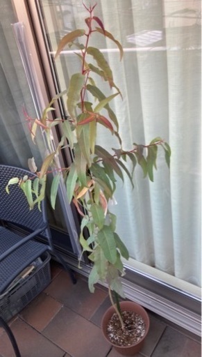 取引終了 レモンユーカリ鉢植え160cm弱虫よけシンボルツリー観葉植物 くりみ 中河原の家具の中古あげます 譲ります ジモティーで不用品の処分