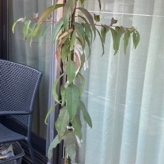 取引終了 レモンユーカリ鉢植え160cm弱虫よけシンボルツリー観葉植物 くりみ 中河原の家具の中古あげます 譲ります ジモティーで不用品の処分