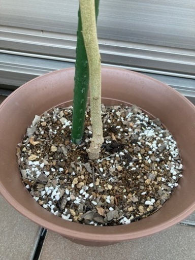 取引終了 レモンユーカリ鉢植え160cm弱虫よけシンボルツリー観葉植物 くりみ 中河原の家具の中古あげます 譲ります ジモティーで不用品の処分