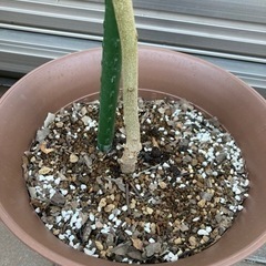 取引終了 レモンユーカリ鉢植え160cm弱虫よけシンボルツリー観葉植物 くりみ 中河原の家具の中古あげます 譲ります ジモティーで不用品の処分