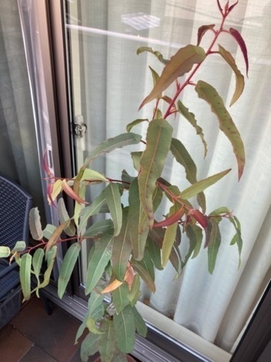 取引終了 レモンユーカリ鉢植え160cm弱虫よけシンボルツリー観葉植物 くりみ 中河原の家具の中古あげます 譲ります ジモティーで不用品の処分