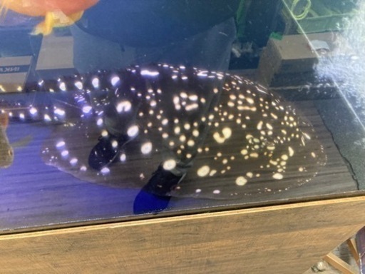 ダイヤモンドポルカのメス　体盤30センチ　アロワナ ダイヤモンドポルカのメス 体盤30センチ アロワナ