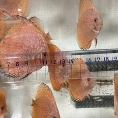 自家産ディスカス　パールラフレシア　３匹