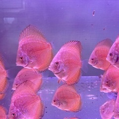 自家産ディスカス パールラフレシア 3匹
