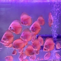 自家産ディスカス　パールラフレシア　３匹