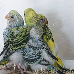 セキセイインコ幼鳥4羽中3羽（R3年12月2～4日生まれ）里親募...