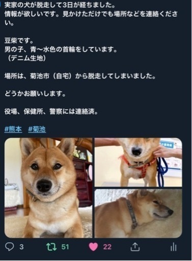 迷い犬 豆柴犬探してます 茶色豆柴探してます 三里木の手伝って 助けての助け合い ジモティー