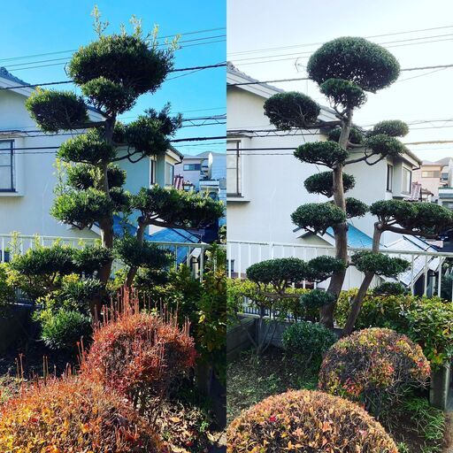 住宅地等の庭の造園工事 剪定等の手入れを行ってます 造園国家資格保有のプロにお任せ下さい 八千代市 船橋市 印西市 佐倉市 千葉市近辺 グリーンスケープ 勝田台の植木 庭木植え替えの無料広告 無料掲載の掲示板 ジモティー