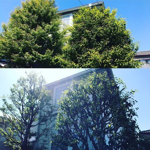 住宅地等の庭の造園工事 剪定等の手入れを行ってます 造園国家資格保有のプロにお任せ下さい 八千代市 船橋市 印西市 佐倉市 千葉市近辺 グリーンスケープ 勝田台の植木 庭木植え替えの無料広告 無料掲載の掲示板 ジモティー