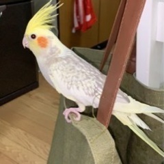 オカメインコ　探してます - 厚木市