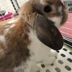 【里親様決定しました☆】うさぎ　ロップイヤー　オス　里親募集です - 藤枝市