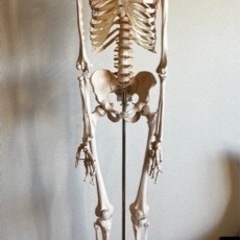 人体骨格模型