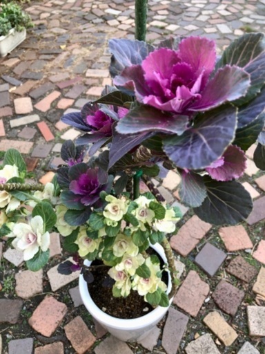 踊り葉牡丹 陶器鉢植え