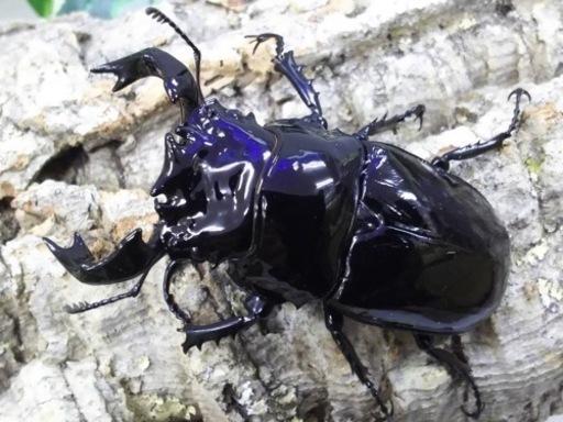 タランドゥスオオツヤクワガタ 幼虫5頭 ※交渉中 www ...