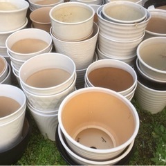 完売御礼陶器鉢　約100鉢再入荷いたしました。胡蝶蘭の入っていた...