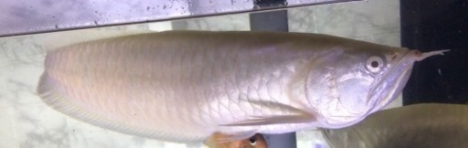 2匹スプーンヘッドアルビノシルバー 2匹スプーンヘッドアルビノシルバー