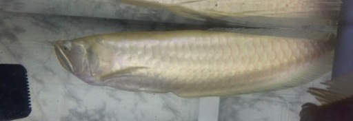 2匹スプーンヘッドアルビノシルバー 2匹スプーンヘッドアルビノシルバー